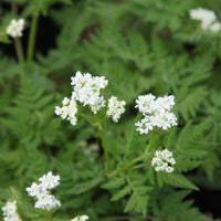 Sweet Cicely Myrrhis odorata perennial herb with finely divided green leaves and delicate white flowers growing in a woodland-style garden