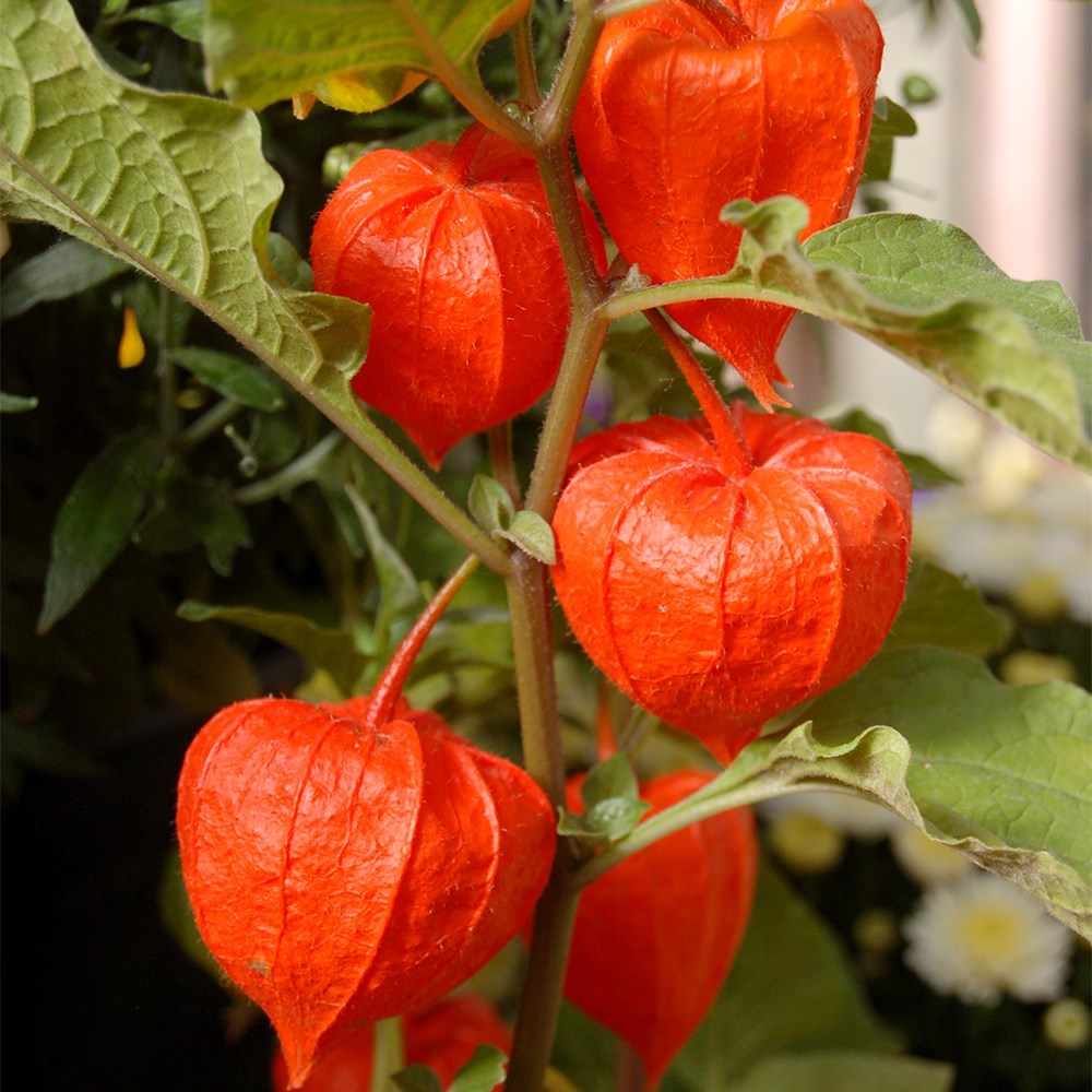 Japanese Lantern perennial ornamental plant with orange lantern-shaped fruit coverings