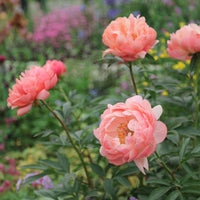 Peony ‘Coral Charm’ Seeds – Heirloom, Non-GMO, Herbaceous Perennial Variety for Planting