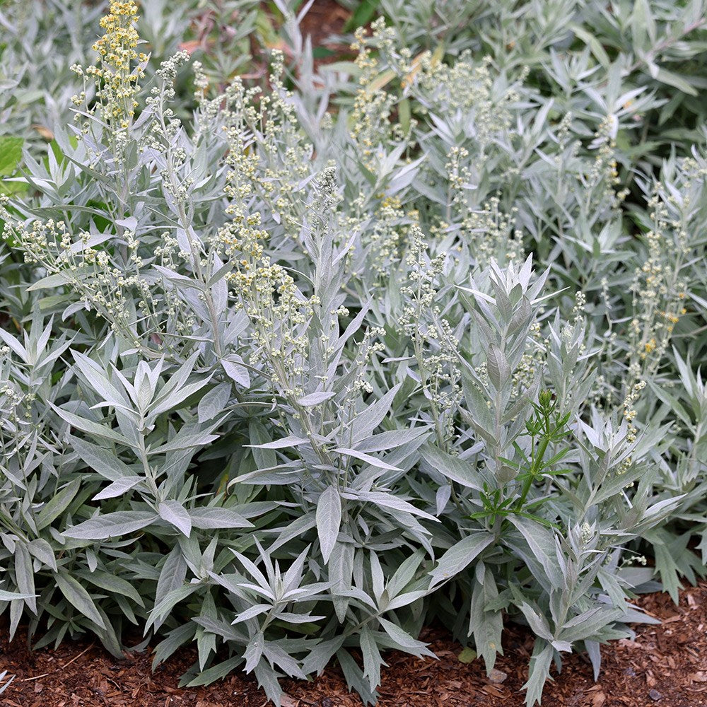 Artemisia ludoviciana Western Mugwort with narrow silvery-gray leaves and upright growth.