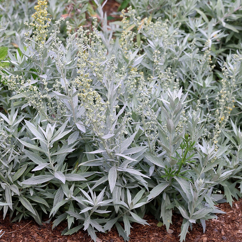 Artemisia ludoviciana Western Mugwort perennial plant seeds for garden cultivation.
