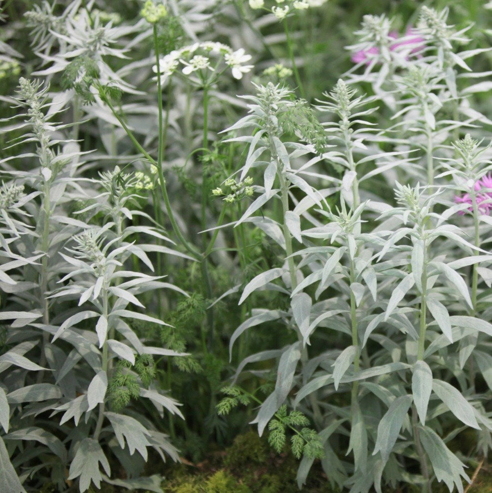 Western Mugwort perennial herb for garden borders, herb gardens, and naturalistic landscaping.