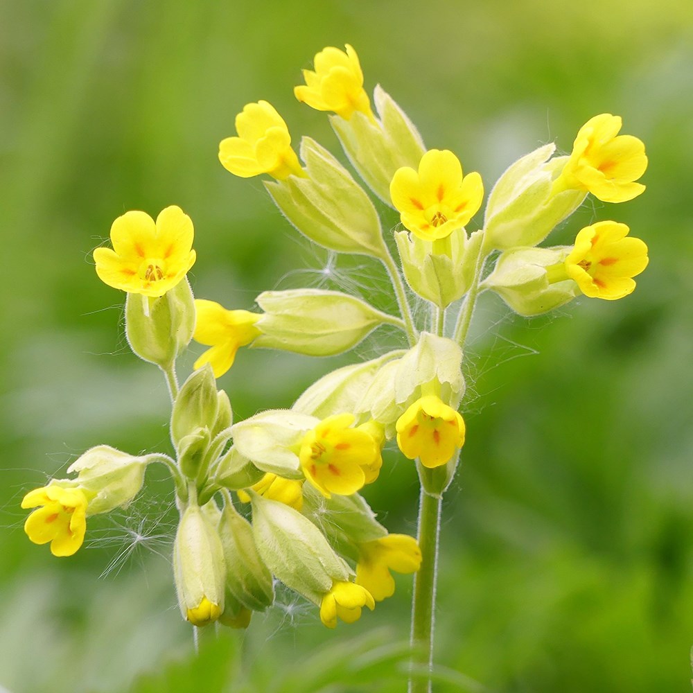 Primula veris Cowslip Wildflower Planting Seeds for Natural Gardens and Landscapes