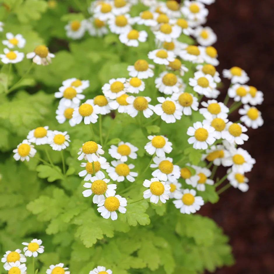 Feverfew flowering herb with delicate white daisy-like blooms for traditional herb garden interest.