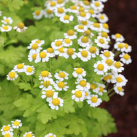 Feverfew flowering herb with delicate white daisy-like blooms for traditional herb garden interest.
