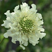 Cephalaria Gigantea Seeds Giant Scabious Tall Yellow Perennial for Pollinators & Cottage Gardens