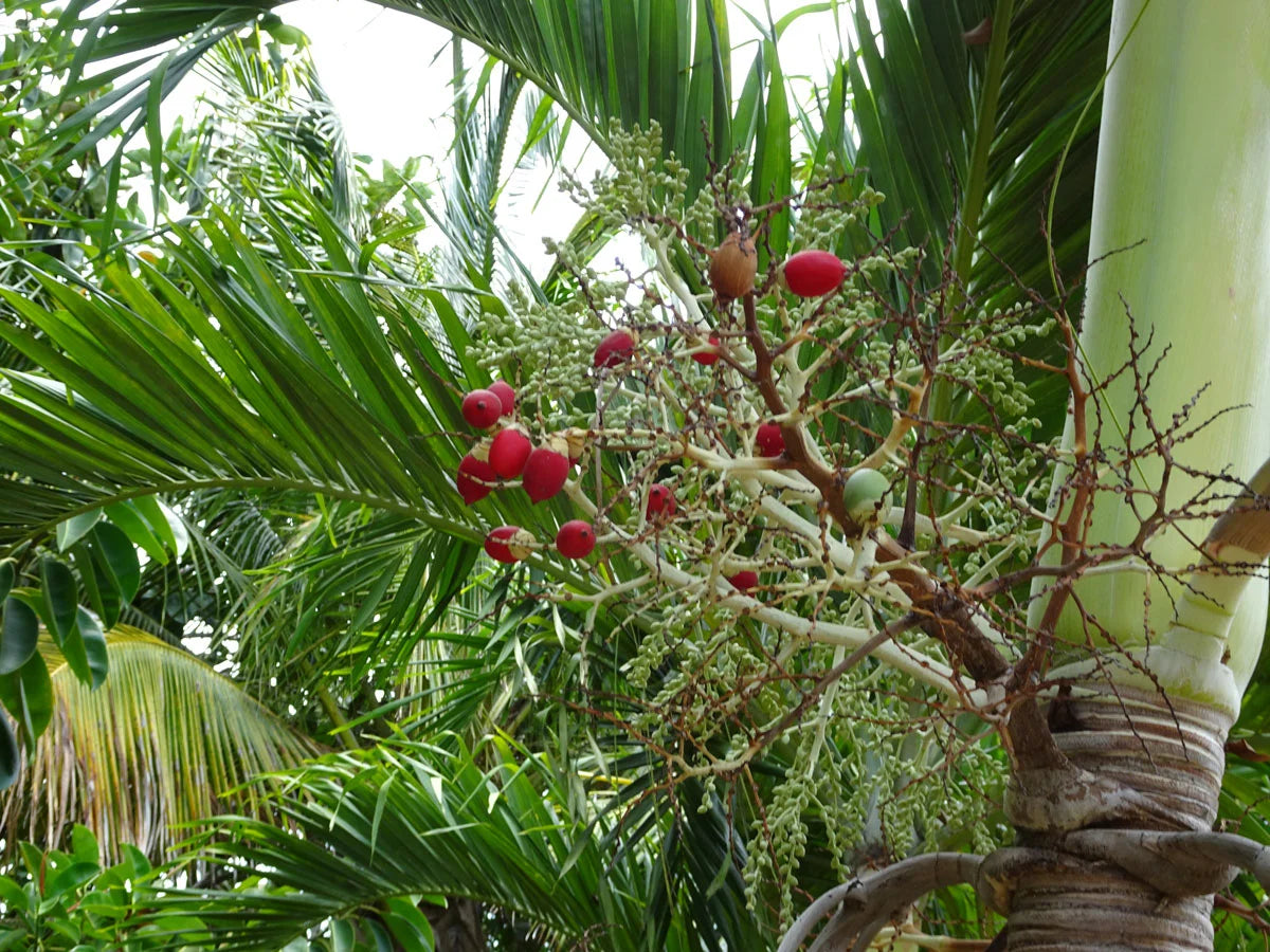 Adonidia Merrilli Dwarf – Dwarf, Tropical Fruit Seeds