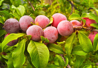 Plum Fruit Tree Seeds For Planting Prunus America Made In Usa Ships From Iowa