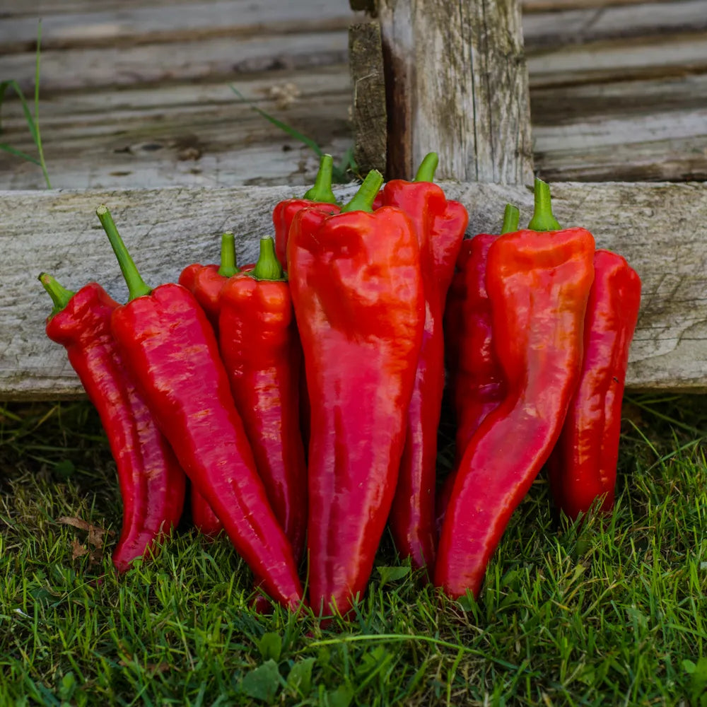 Capsicum annuum Plant Seeds – Big Jim Pepper for Home Gardening