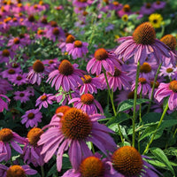 Purple Coneflower Echinacea purpurea flowering perennial for botanical and garden planting.