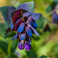 Organic Blue Honeywort (Cerinthe major var. purpurascens) flowering plant with blue-green foliage, deep purple-blue tubular flowers, and colorful bracts.