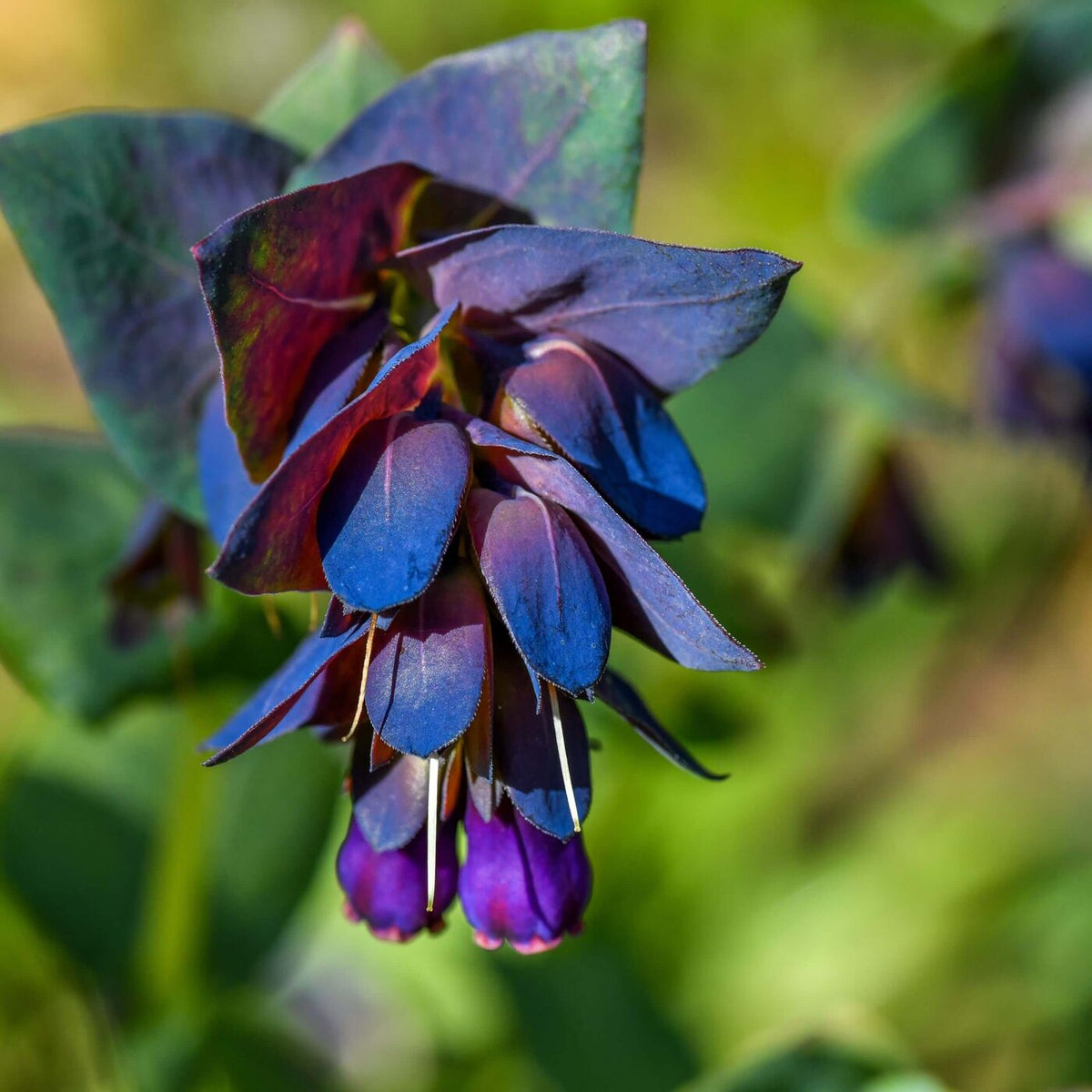 Organic Blue Honeywort Seeds ,Cerinthe major var. purpurascens for Flower Gardens