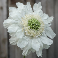 Scabiosa Fama White Seeds – Pure White Pincushion Flower for Gardens & Cut Displays