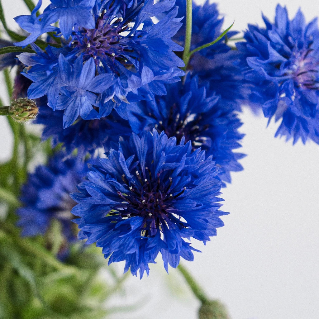 Dark blue cornflower flowering plant for garden beds and ornamental borders