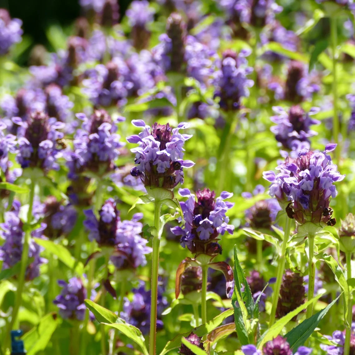 Common Self Heal plant for perennial gardens, cottage borders, and naturalized landscapes.