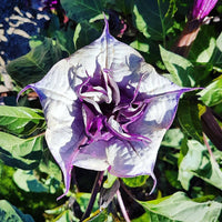 Datura fastuosa ornamental plant seeds for garden planting