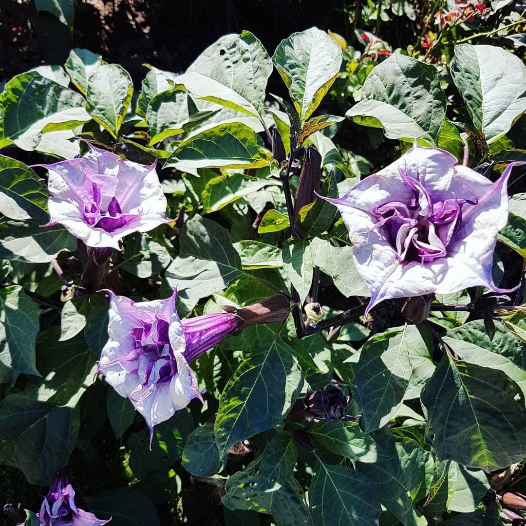 Mranaha Datura seeds for ornamental garden planting