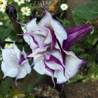 Datura fastuosa flowering garden plant seeds for ornamental cultivation
