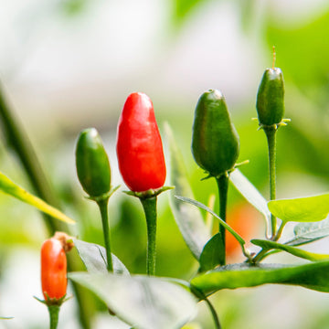 Capsicum chacoense plant with green foliage and small developing pepper fruits growing in a garden.