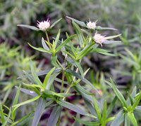 Pycnanthemum virginianum seed product for outdoor perennial garden planting