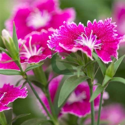 Sweet William – Colorful Wildflower Garden Seeds