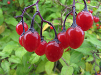 Bittersweet Nightshade plant with purple star-shaped flowers and green foliage