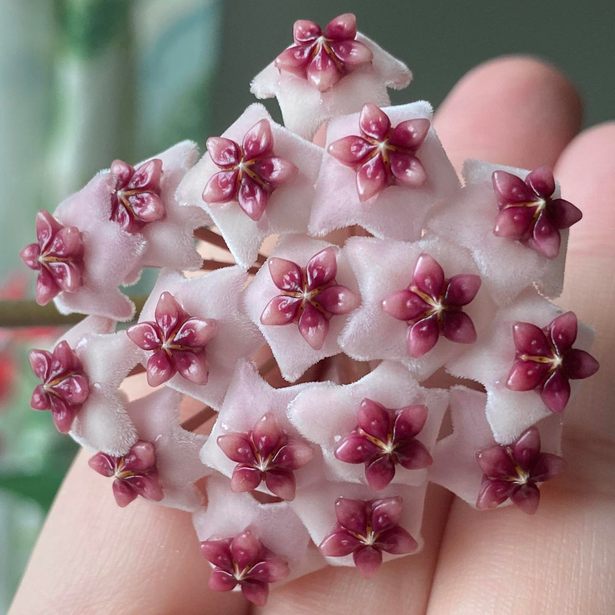 Hoya Obovata ‘Splash’ – Heirloom, Non-GMO, Easy-to-Grow Tropical Houseplant