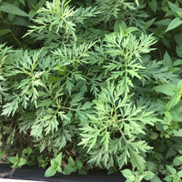 Common Mugwort perennial herb with textured foliage growing in a garden setting