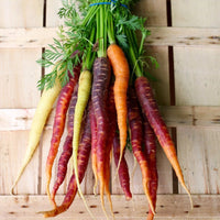 Rainbow Blend Carrot – Garden Vegetable Seeds