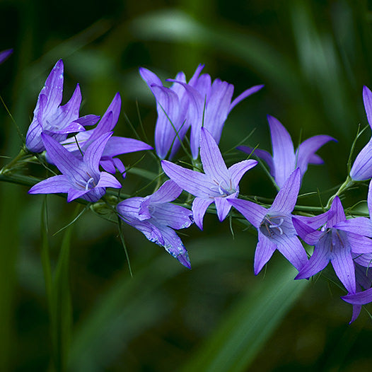 Campanula rapunculus Rapunzel Rampion with green foliage and pale blue-violet bell-shaped flowers growing in a garden.