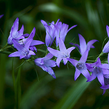 Campanula rapunculus Rapunzel Rampion with green foliage and pale blue-violet bell-shaped flowers growing in a garden.