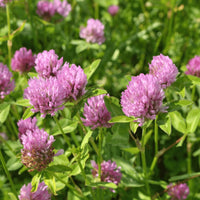 Organic Red Clover Trifolium pratense seeds for garden planting
