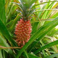 Red Spanish Pineapple (Ananas comosus) Seeds for Planting – Heirloom, Non-GMO, Easy to Grow, Tropical Fruit Variety