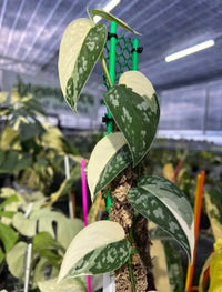 Variegated Scindapsus Agryrareus – Indoor Climbing Foliage Seeds