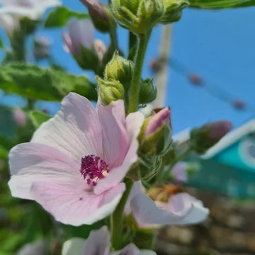 Essential Medicinals Marshmallow Althaea officinalis seeds for herb garden planting.