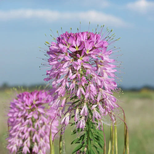 Rocky Mountain Bee Plant – Pollinator Friendly Wildflower Seeds