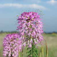 Rocky Mountain Bee Plant – Pollinator Friendly Wildflower Seeds