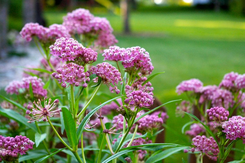 Butterfly Weed – Hummingbird Attracting Wildflower Seeds