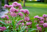 Butterfly Weed – Hummingbird Attracting Wildflower Seeds