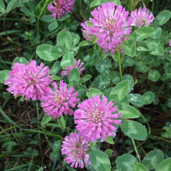 Trifolium pratense red clover organic planting seeds for garden cultivation