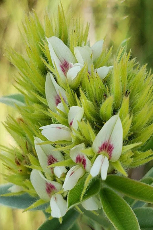 Round Headed Bush Clover – Wildflower Garden Seeds