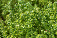 Green Carpet Rupturewort Herniaria Glabra – Groundcover Herb Seeds