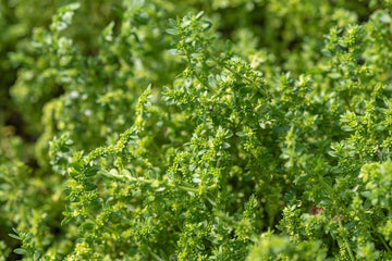Green Carpet Rupturewort Herniaria Glabra – Groundcover Herb Seeds