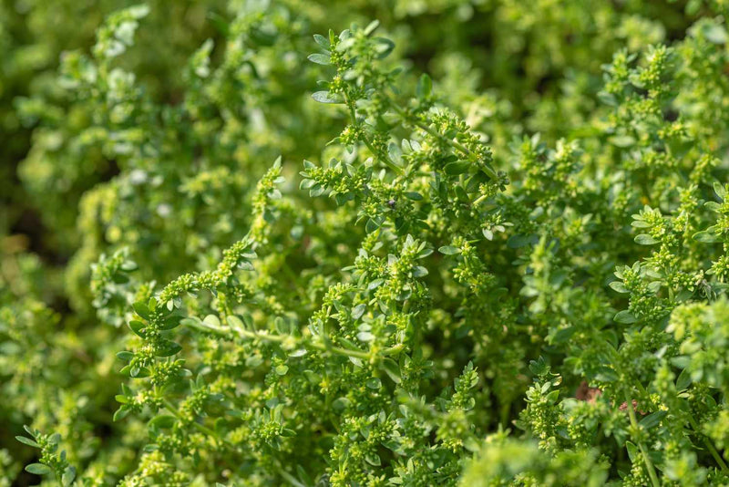 Green Carpet Rupturewort Herniaria Glabra – Groundcover Herb Seeds