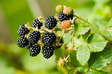 Pleated Blackberry Aquilegia – Perennial Fruit Seeds
