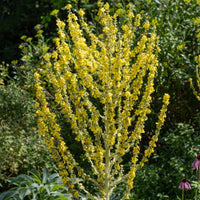 Greek Mullein Verbascum olympicum with tall upright flowering spikes