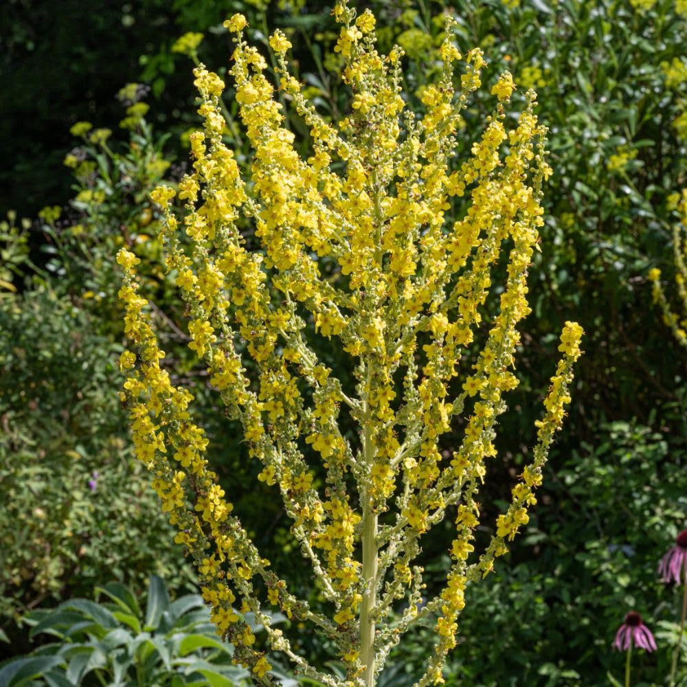 Organic Greek Mullein Verbascum olympicum seeds for ornamental garden planting