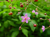 Organic Fame Flower (Talinum paniculatum), also known as Jewels of Opar, displaying delicate pink blossoms on airy branching stems, smooth fleshy green foliage, and decorative rounded seed capsules in a naturalistic ornamental landscape garden.