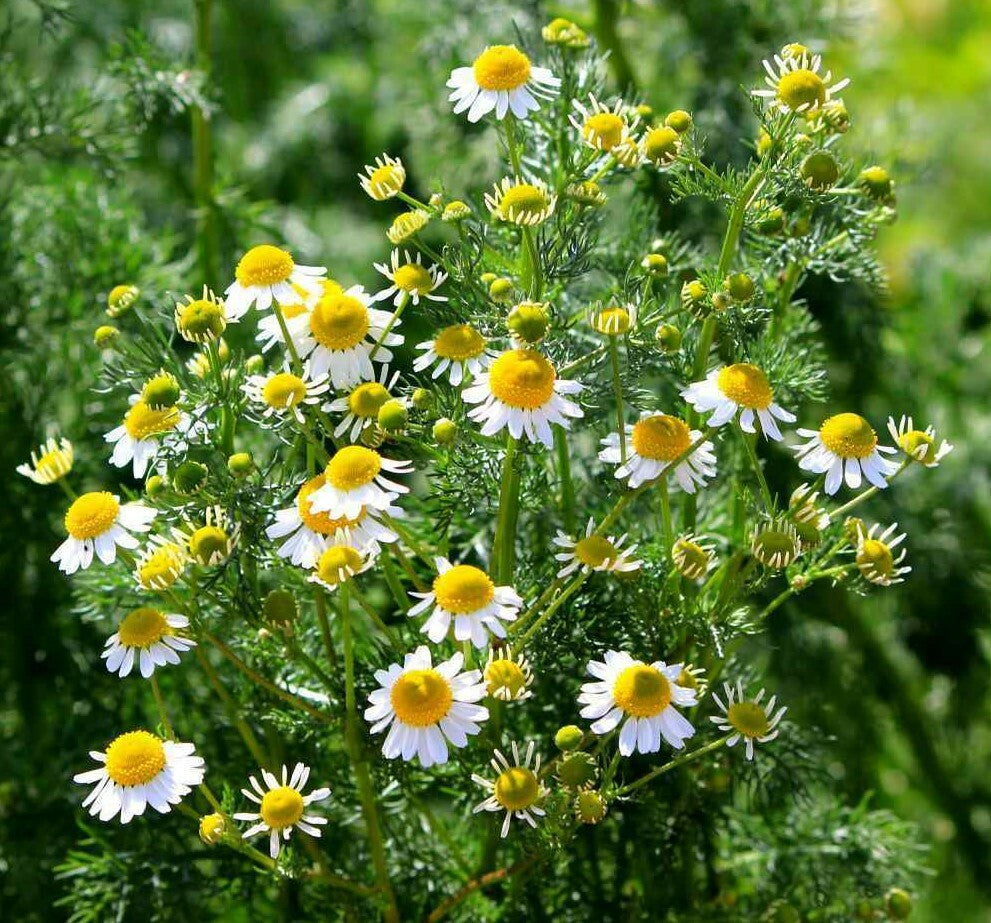 Organic Roman Chamomile Chamaemelum nobile flower seeds for home garden planting