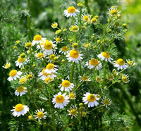 Organic Roman Chamomile Chamaemelum nobile flower seeds for home garden planting